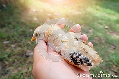 Little Chick in hand. Stock Photo