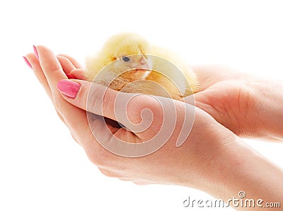 Little chick on hand Stock Photo