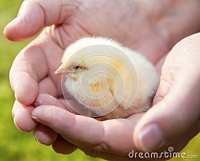 Little chick in human hand Stock Photo