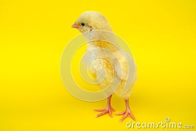 Little chick on yellow background baby chicken farm life Stock Photo