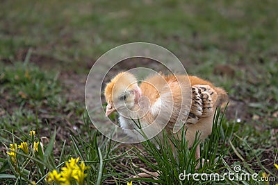 Little chicken, closeup, yellow chicken on the grass. Breeding small chickens. Poultry farming Stock Photo