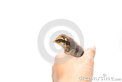 A little chicken on hand isolated on the white Stock Photo