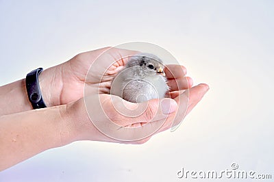 Little chicken in hand. On a white background. Stock Photo