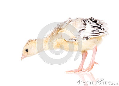 Little chicken turkey Stock Photo