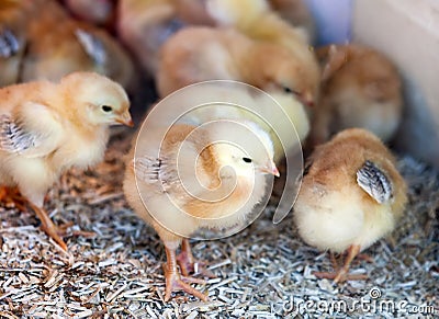 Little chickens at farm Stock Photo