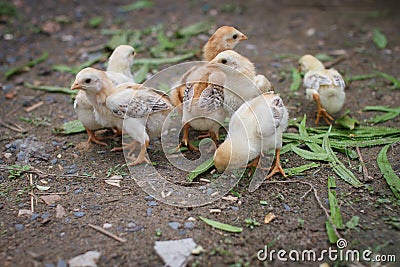 Little chickens feed on the ground Stock Photo