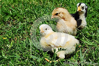 Little chickens Stock Photo