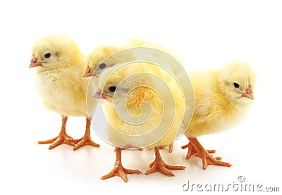 Little chickens. Stock Photo