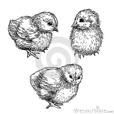 Sketch Cute chick. Hand drawn graphic illustration of little bird, chicken. Vector Illustration