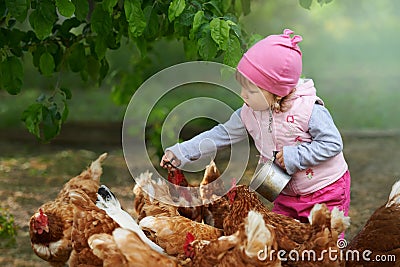 Little child enjoying feeding chicken Stock Photo