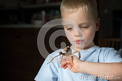 Little child looking on walking stick insect on his hands. Phasmid insect pet concept with copy space Stock Photo