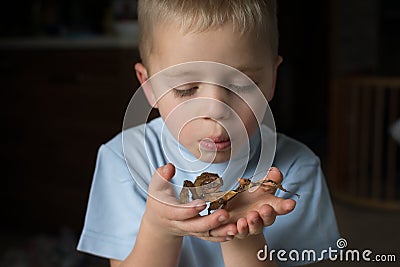 Little child with stick insect on his hands. Phasmid insect pet concept with copy space Stock Photo