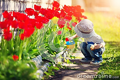 Little child walking near tulips on the flower bed in beautiful spring day Stock Photo