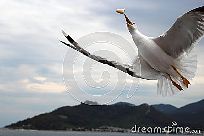 Seagull catching a piece of bread in flight Stock Photo