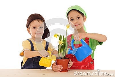 Little children caring for potted narcissus Stock Photo