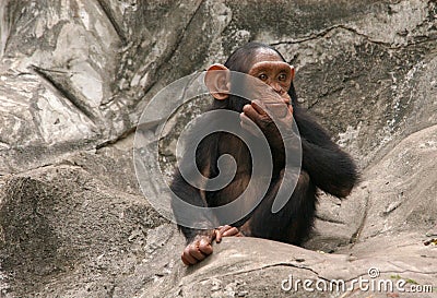 Little Chimpanzee Stock Photo