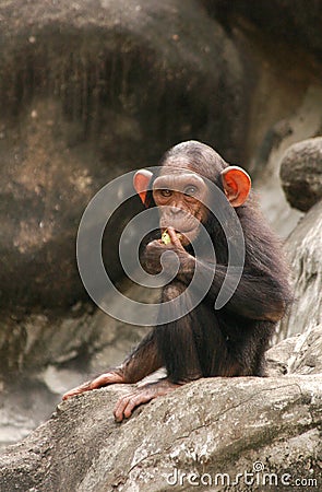 Little Chimpanzee Stock Photo