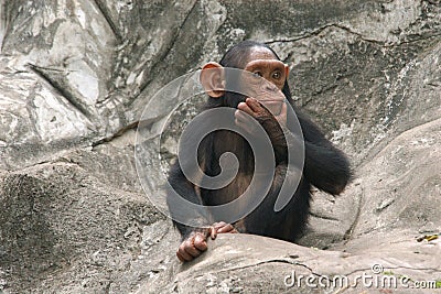 Little chimpanzee Stock Photo