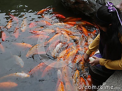 Little Chinese girl feeding Koi fish in a pond at the traditional Yu-Yuan Garden in Shanghai Editorial Stock Photo