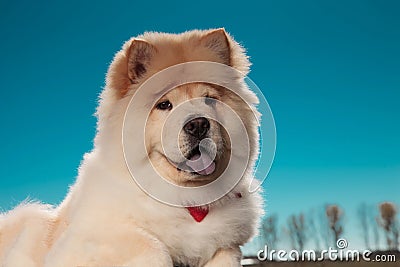 Little chow chow puppy dog looks happy Stock Photo