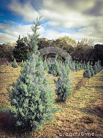 Little Christmas Trees growing in a row on a Farm Stock Photo