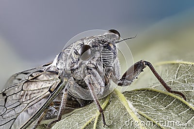 Little cicadidae. Macro close up stacking photo. Insect Stock Photo