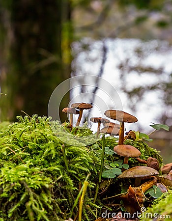 A little cluster of wild mushrooms near Buttermere Lake in the Lake District, England Stock Photo