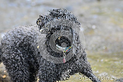 A little cokerpoo dog having fun chewing wood and swimming Stock Photo