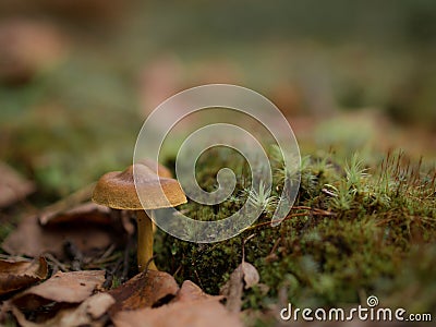 Little colourful mushroom on a tree and grass Stock Photo