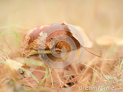 Little colourful mushroom on a tree and grass Stock Photo