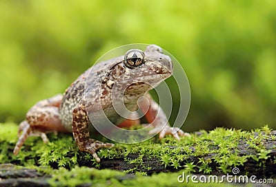 Little common midwife toad Alytes obstetricans Stock Photo