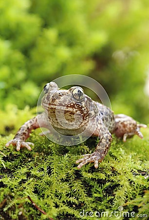 Little common midwife toad Alytes obstetricans Stock Photo