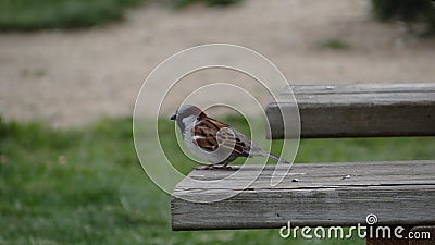 Common sparrow on wooden bench o gorrion comun sobre banco de madera Stock Photo