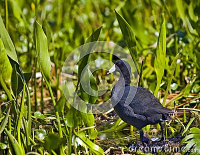 Little Coot Bird Stock Photo