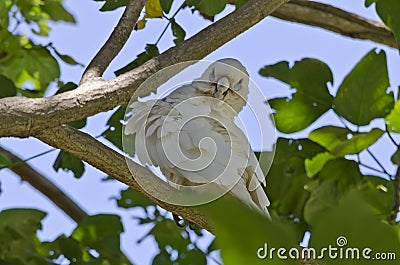 Little Corella Bird in Tree Stock Photo