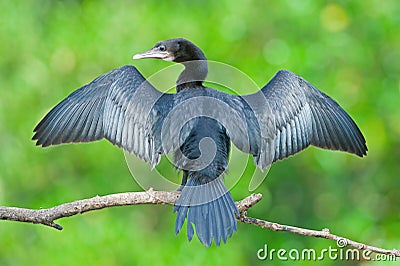 Little Cormorant Stock Photo