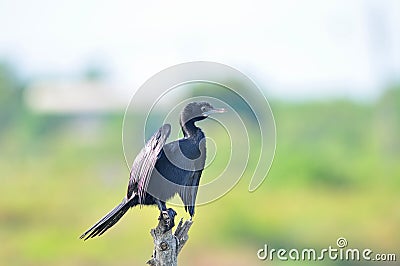 Little Cormorant bird Stock Photo