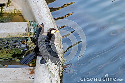 Little Cormorant Dries Its Wings In Polluted Marina Stock Photo