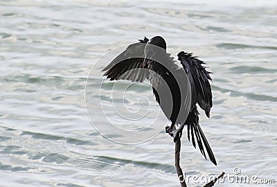 Little Cormorant Drying its Wings Stock Photo