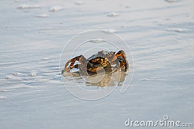 Little crab on a sandy beach Stock Photo