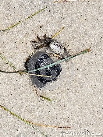 Little crabby! Tiny pebble Stock Photo