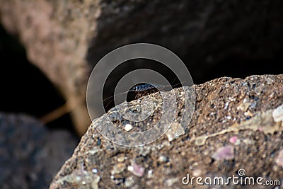 little creature like shrimp creep on rock at beach Stock Photo