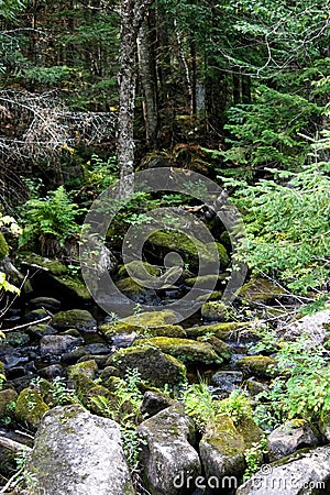 Little creek coming out of the wood on rocks Stock Photo