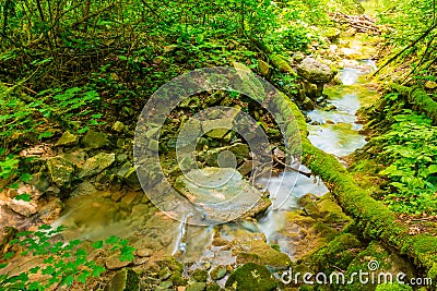 Little creek in in ravine Chudo-Krasotka, Sochi, Russia Stock Photo