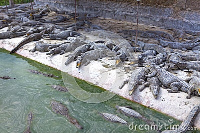 Little crocodiles on the bank Stock Photo