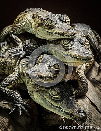 Little crocodiles resting and stacked Stock Photo