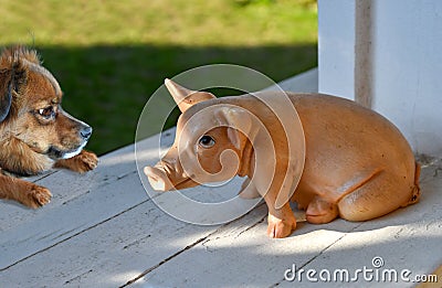 Mixed breed dog with big astonished eyes watches a plastic pig Stock Photo
