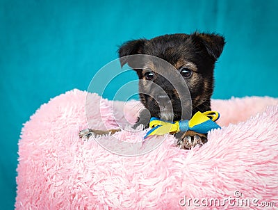 Little cub. Attentive look of a small brown puppy. Surprised muzzle of a beautiful puppy Stock Photo