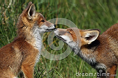 Little cub red foxes Stock Photo