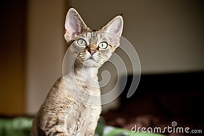 Funny Devon Rex kitten is looking what is going on Stock Photo